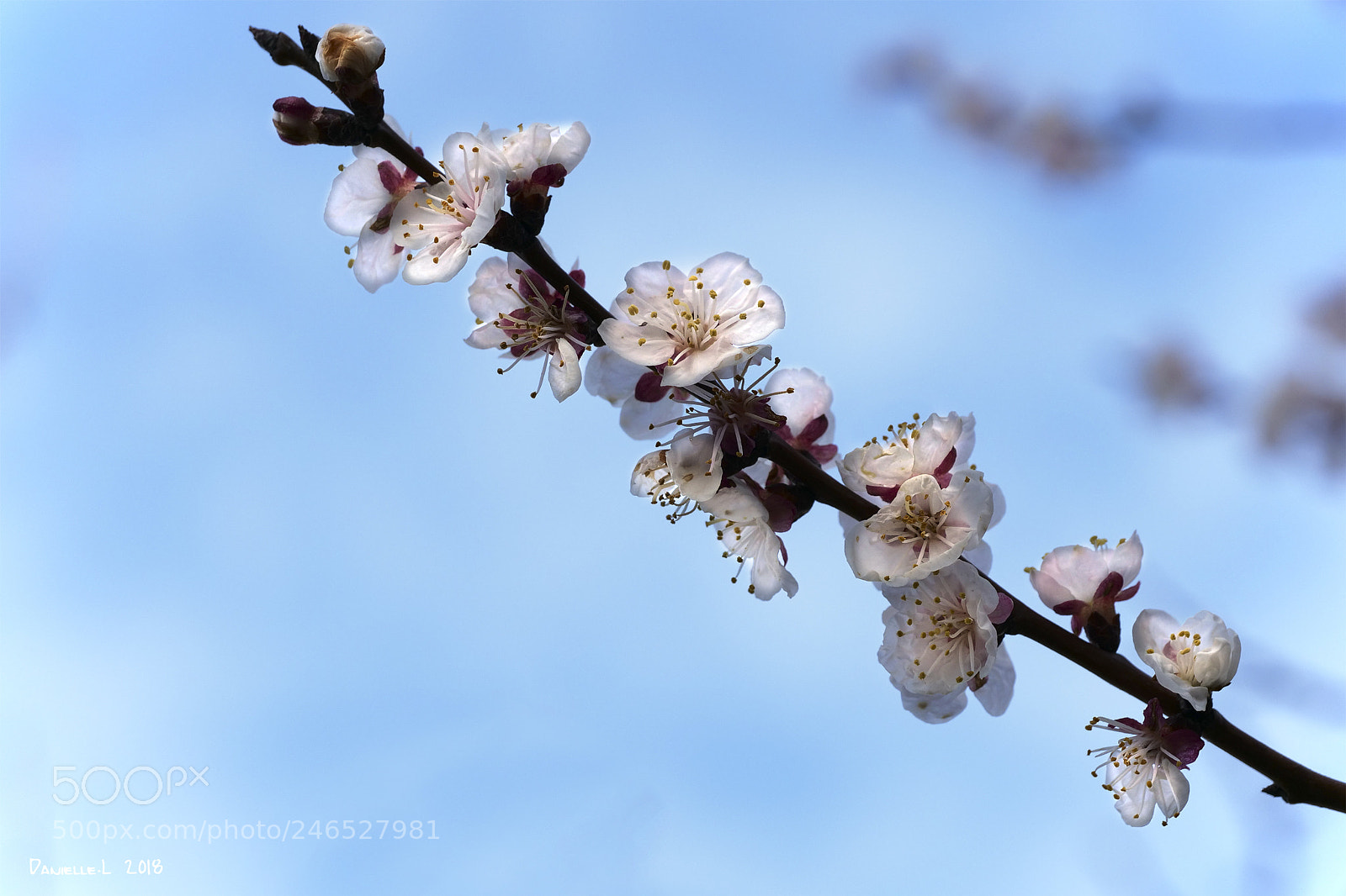 Panasonic Lumix DC-G9 sample photo. Fleurs d'abricotier photography
