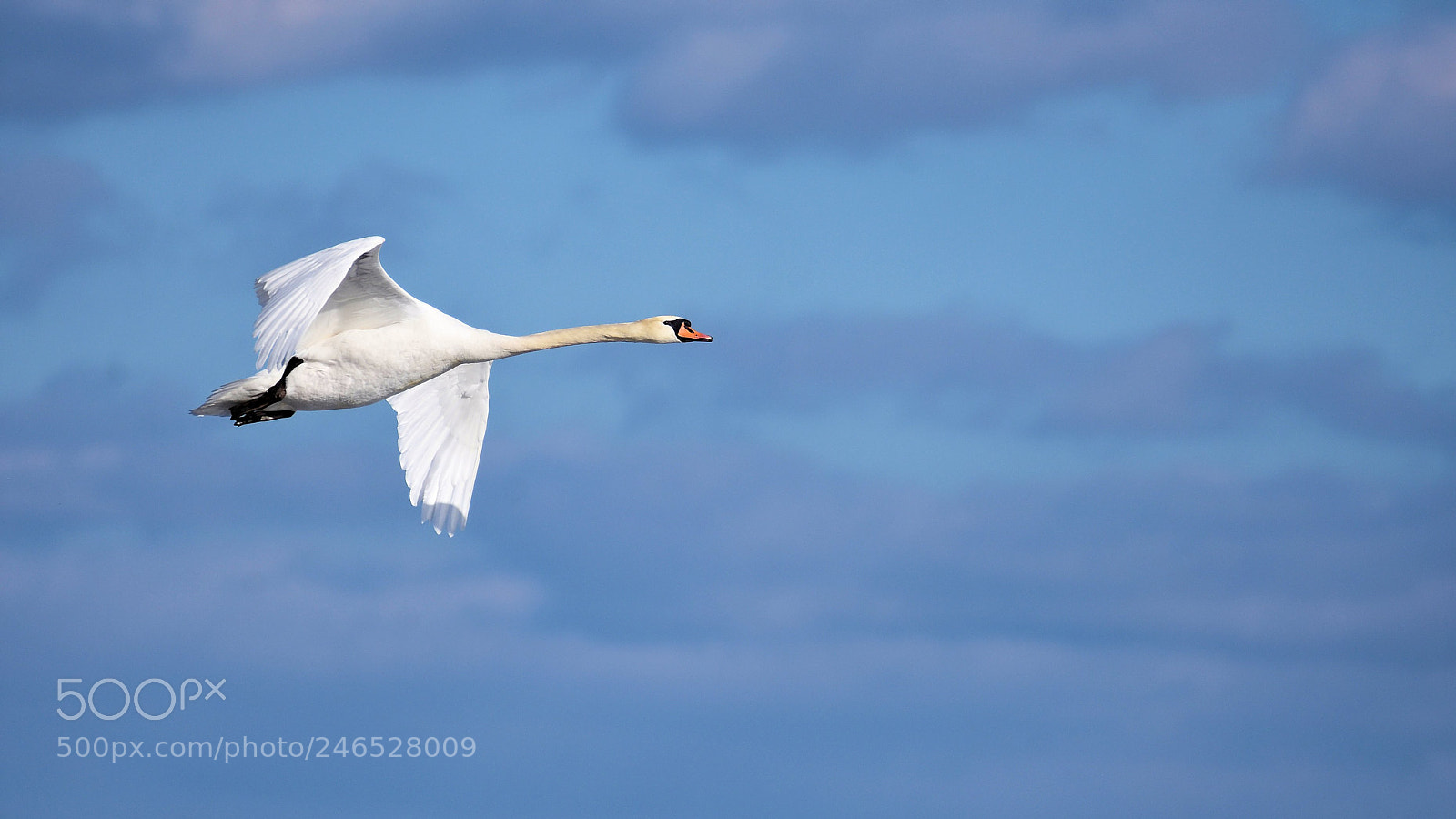 Nikon D7200 sample photo. Mute swan winter flight photography