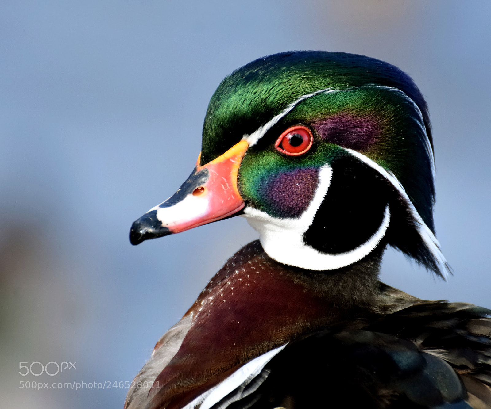 Nikon D7200 sample photo. Wood duck photography