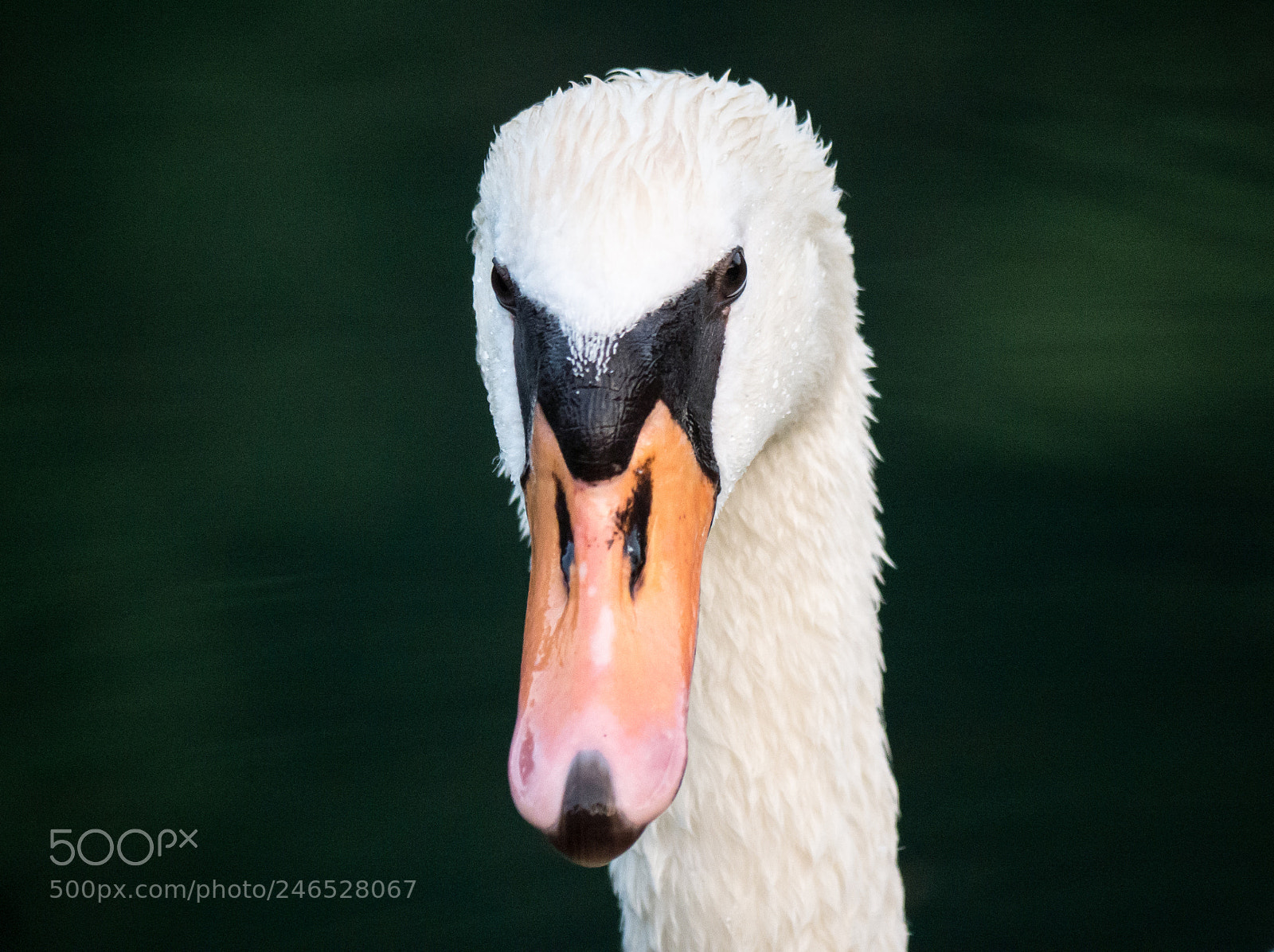 Panasonic DMC-G70 sample photo. Swan photography