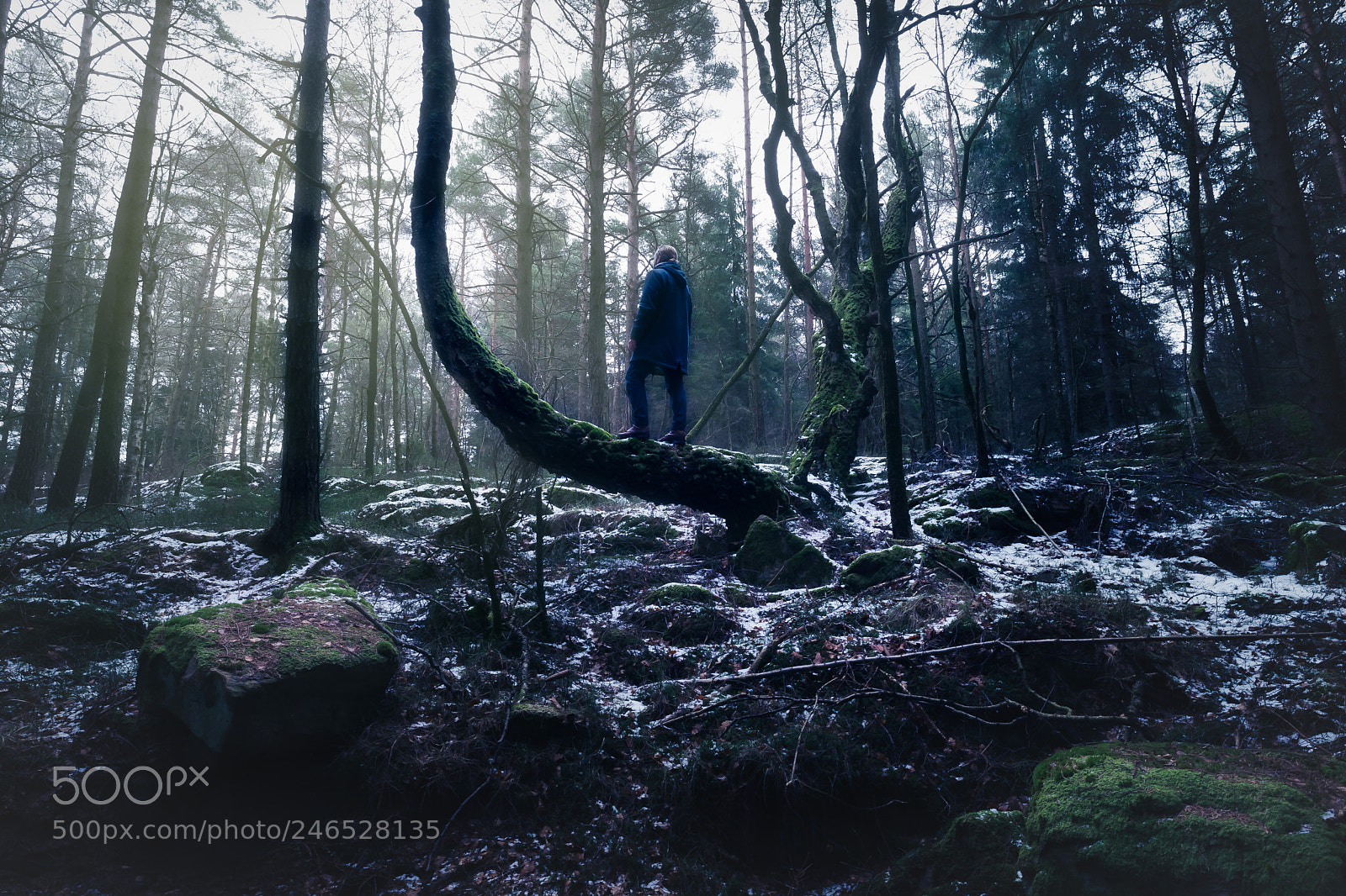 Sony a7 II sample photo. Fine art forestry photography