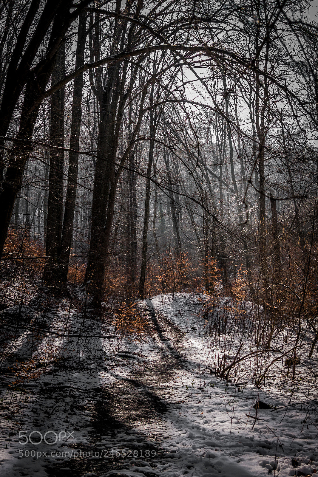 Canon EOS 50D sample photo. Forest..fog..shadows....vol .2 photography