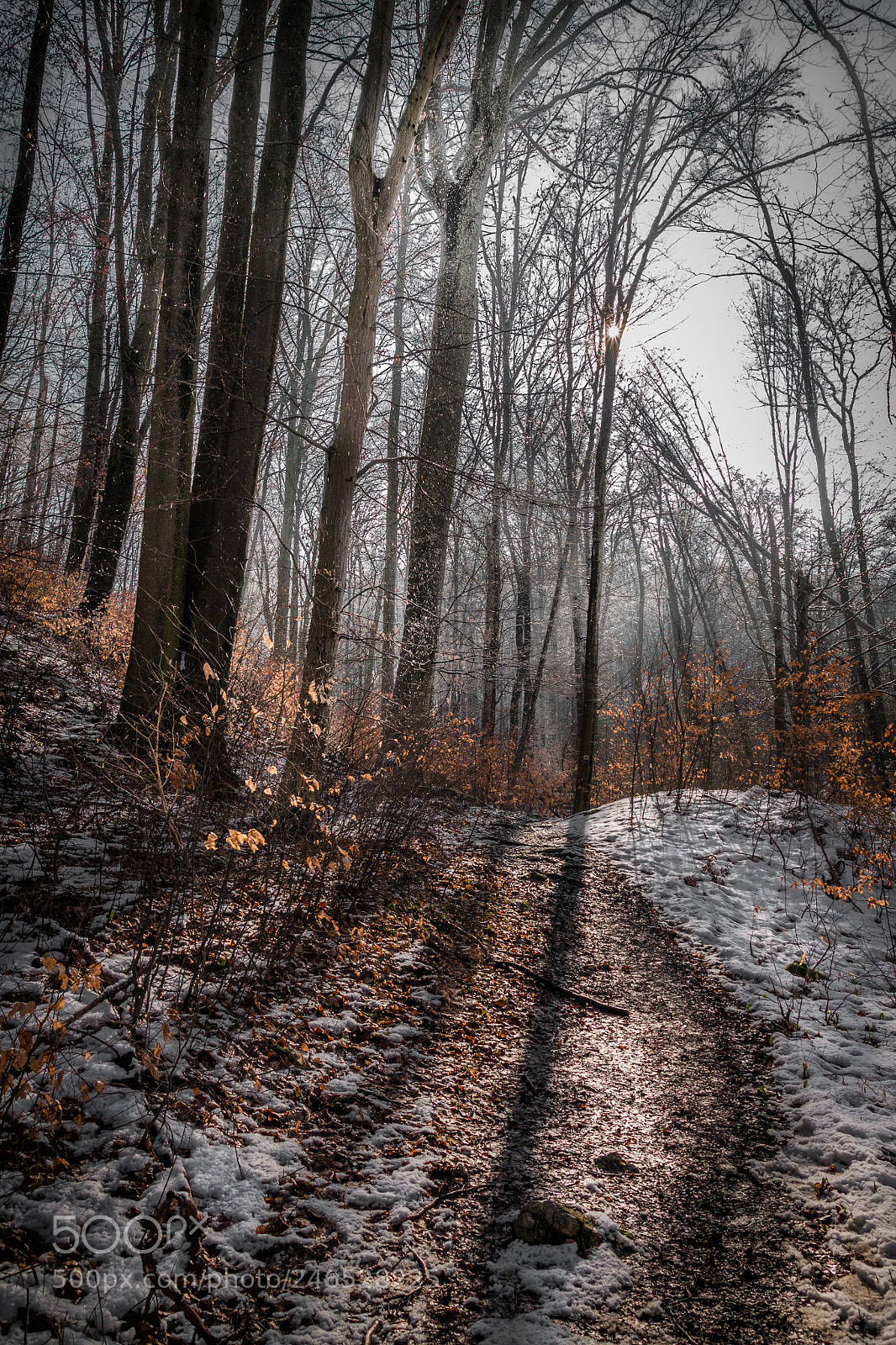 Canon EOS 50D sample photo. Forest..fog..shadows....vol .1 photography