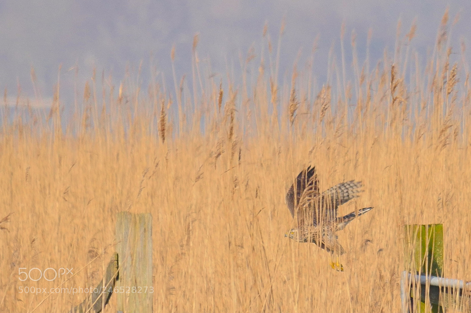 Panasonic Lumix DMC-GX8 sample photo. Blue harrier (female) photography