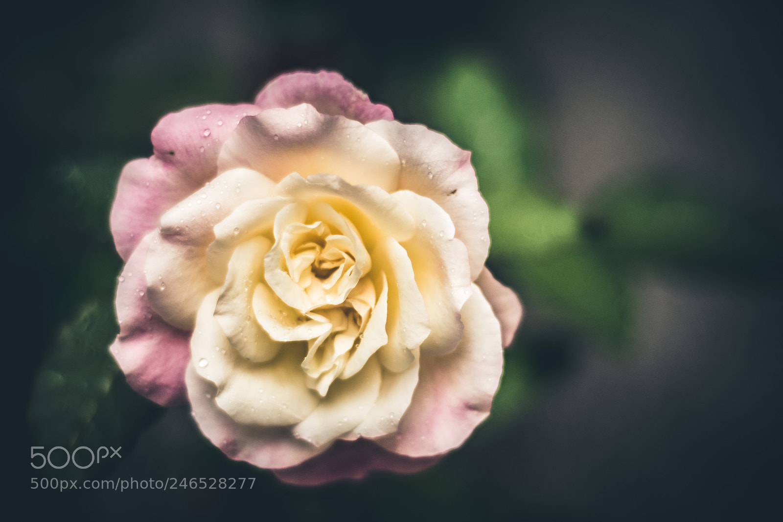 Nikon D7200 sample photo. Rosa photography