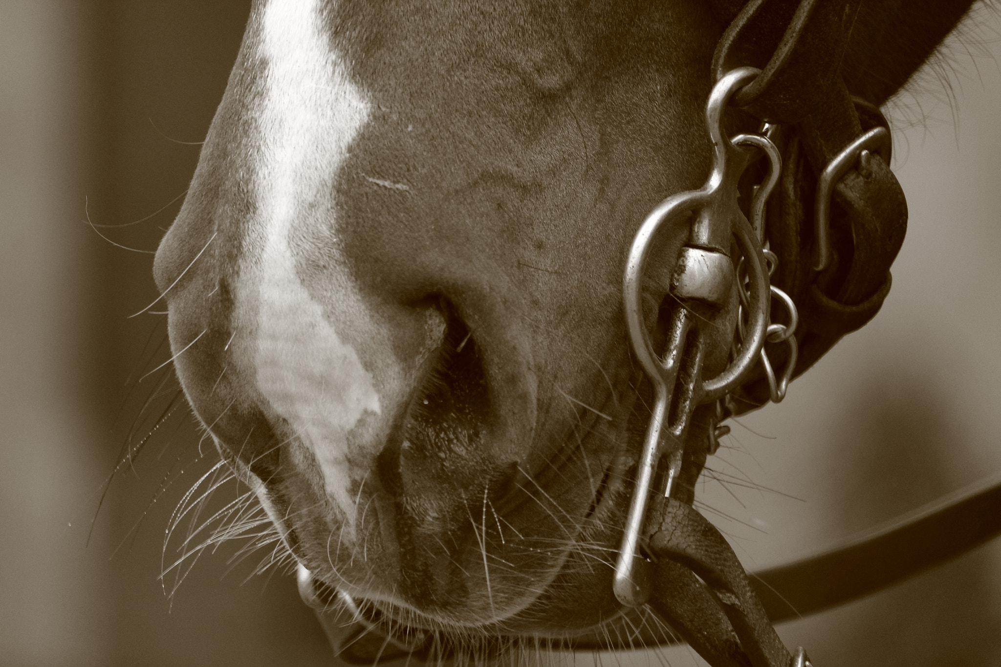 Canon EF-S 55-250mm F4-5.6 IS STM sample photo. Paard photography