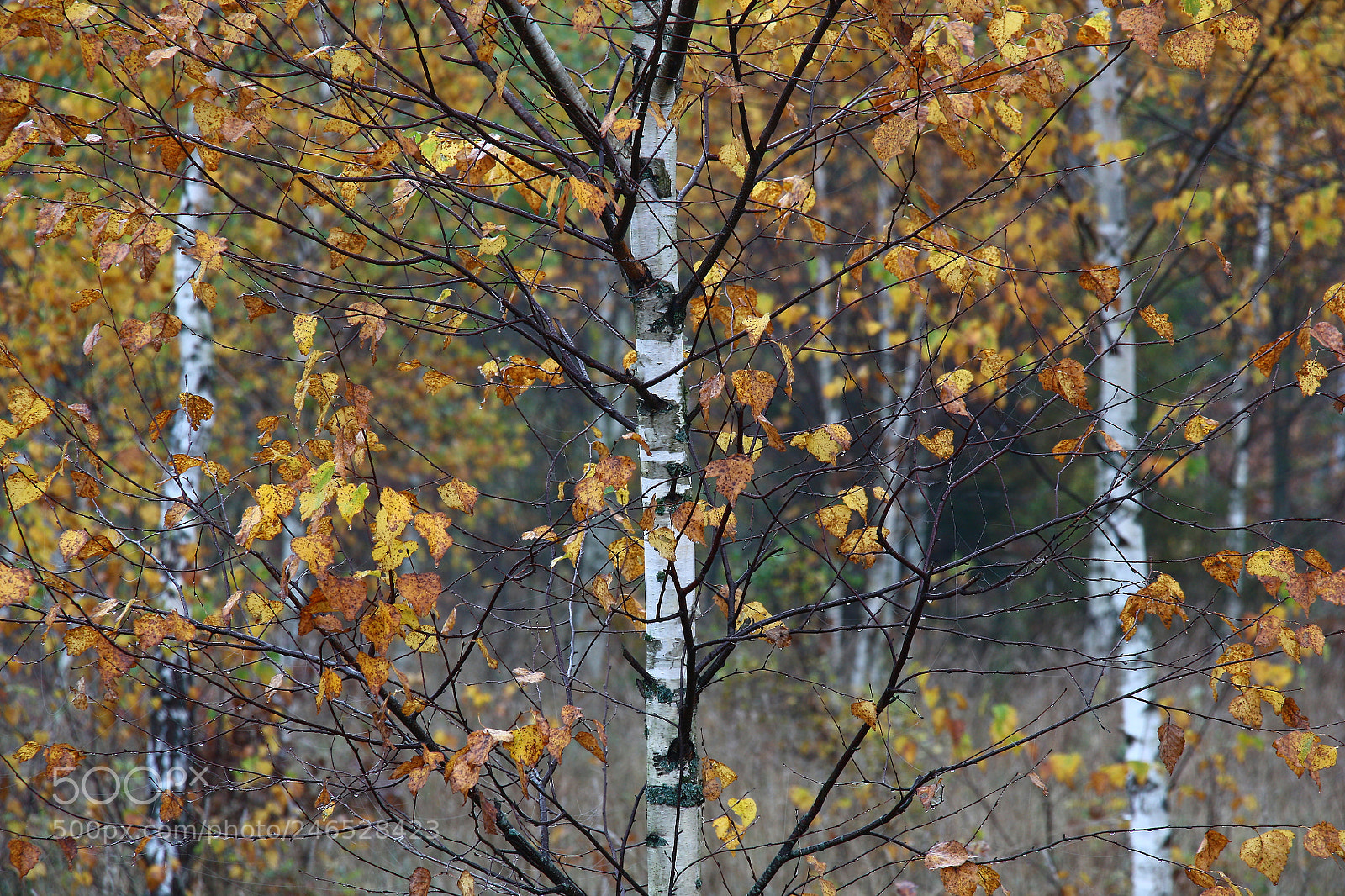Canon EOS 450D (EOS Rebel XSi / EOS Kiss X2) sample photo. Birch autumn. photography