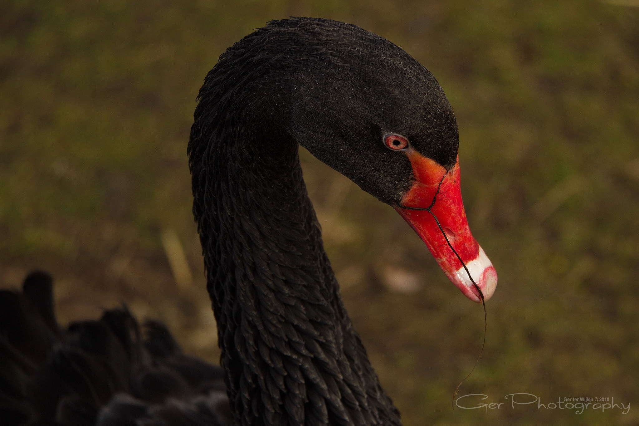 Canon EOS 7D + Canon EF-S 18-135mm F3.5-5.6 IS STM sample photo. Black swan photography