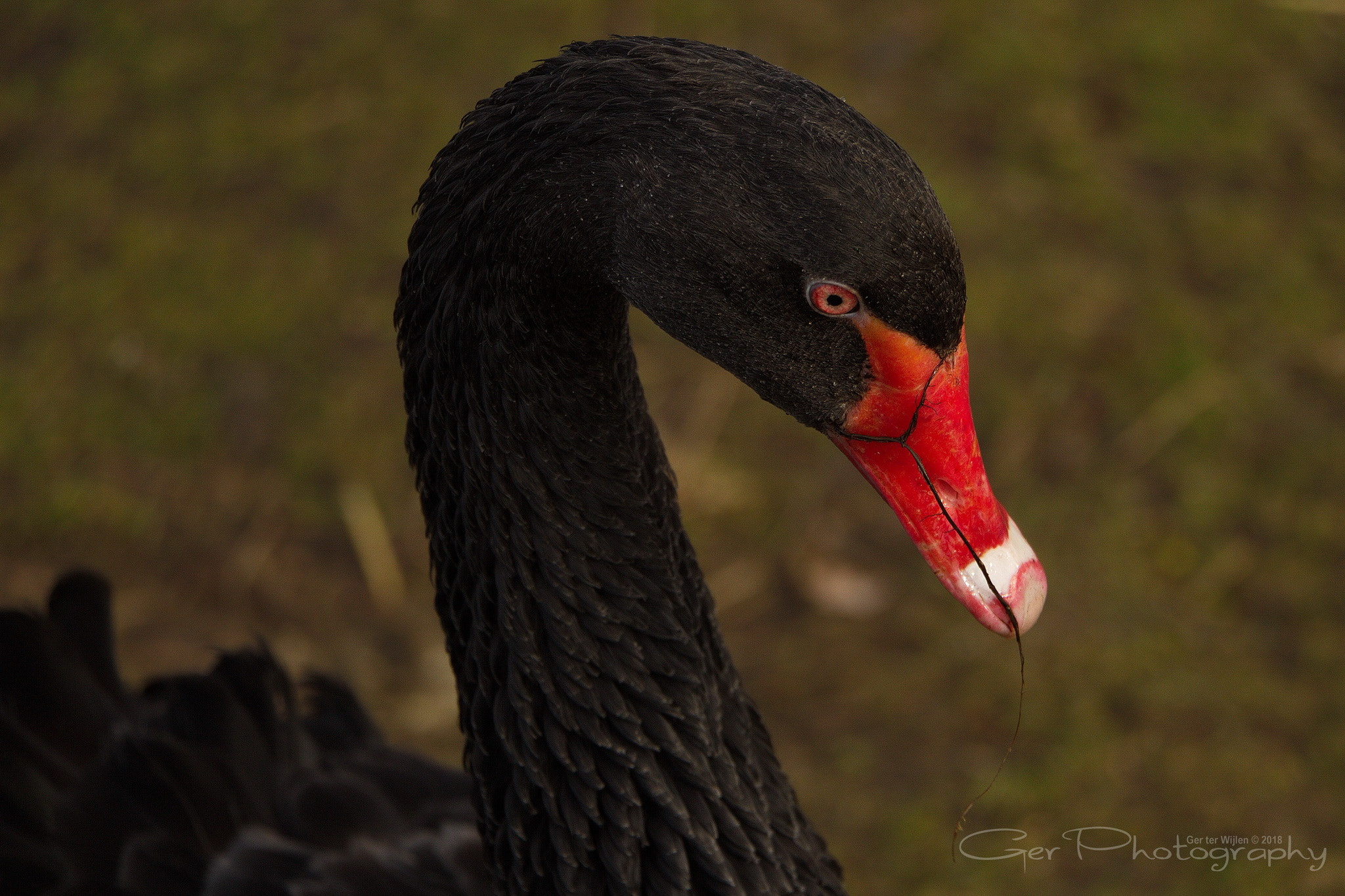 Canon EOS 7D sample photo. Black swan photography