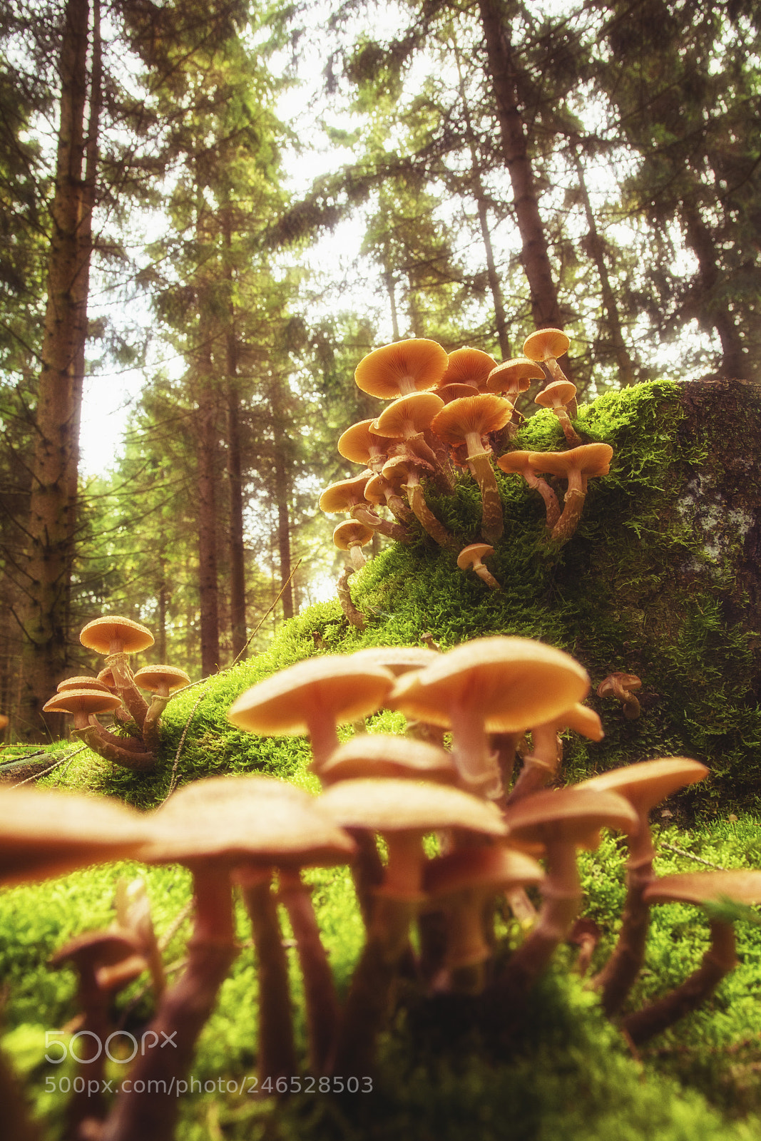 Nikon D5200 sample photo. Mushrooms in the forest. photography