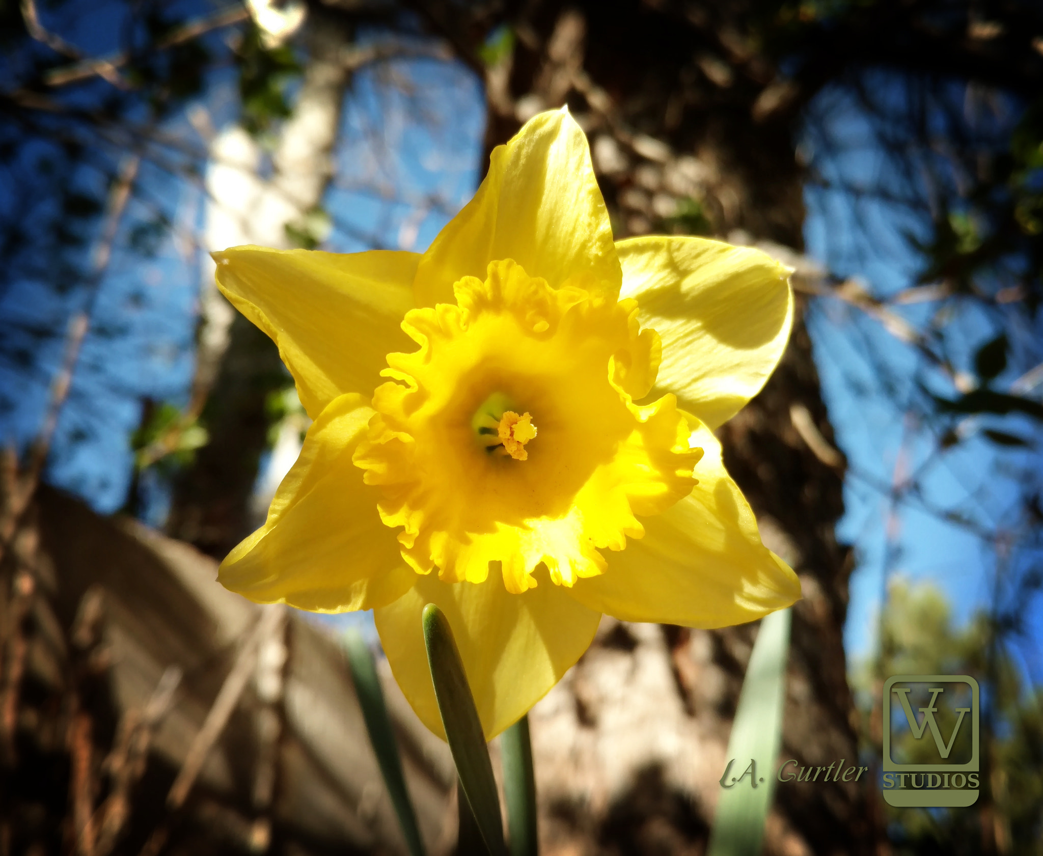Motorola DROID Turbo 2 sample photo. Yellow daffodil photography