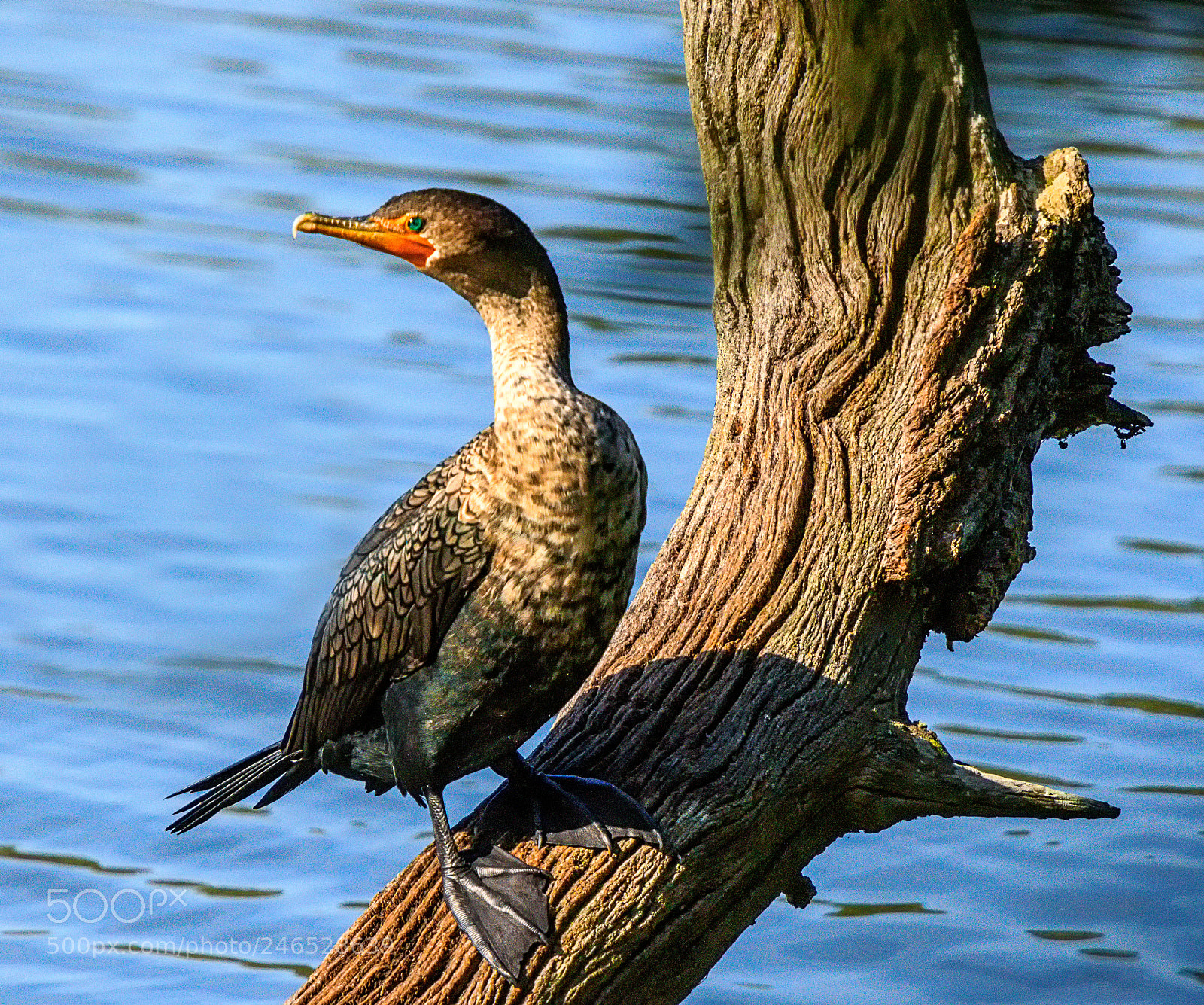 Canon EOS 7D Mark II sample photo. Basking photography