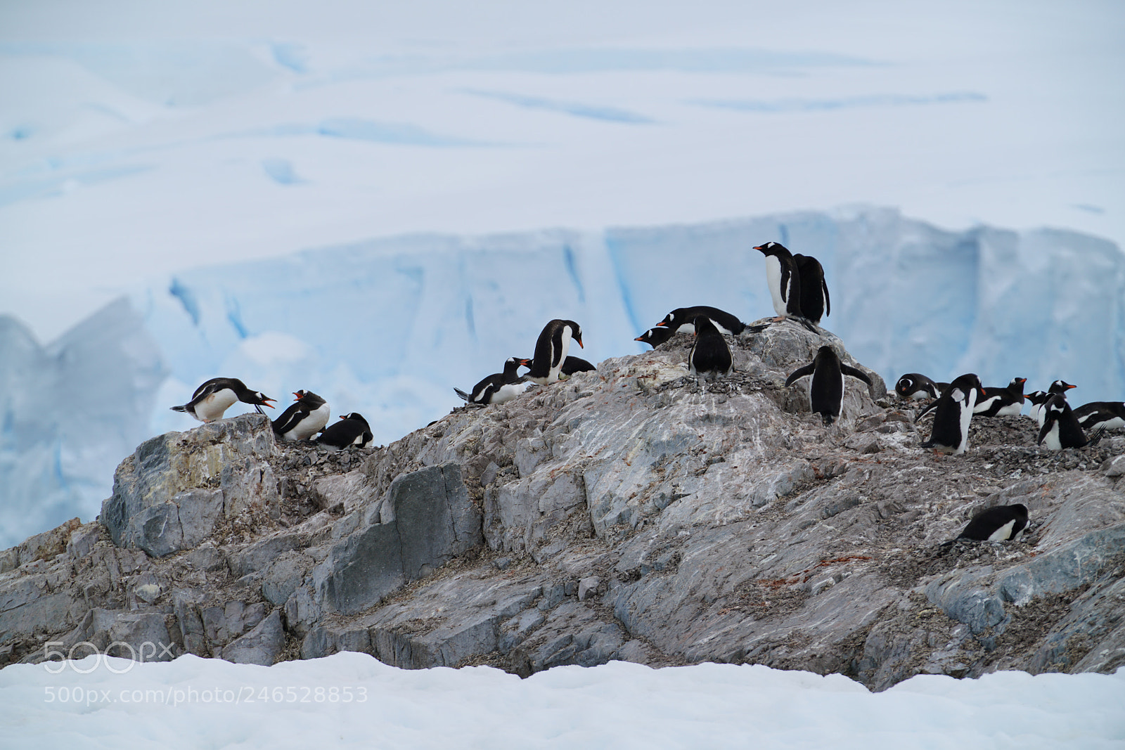 Sony a7R II sample photo. Gentoo penguins photography