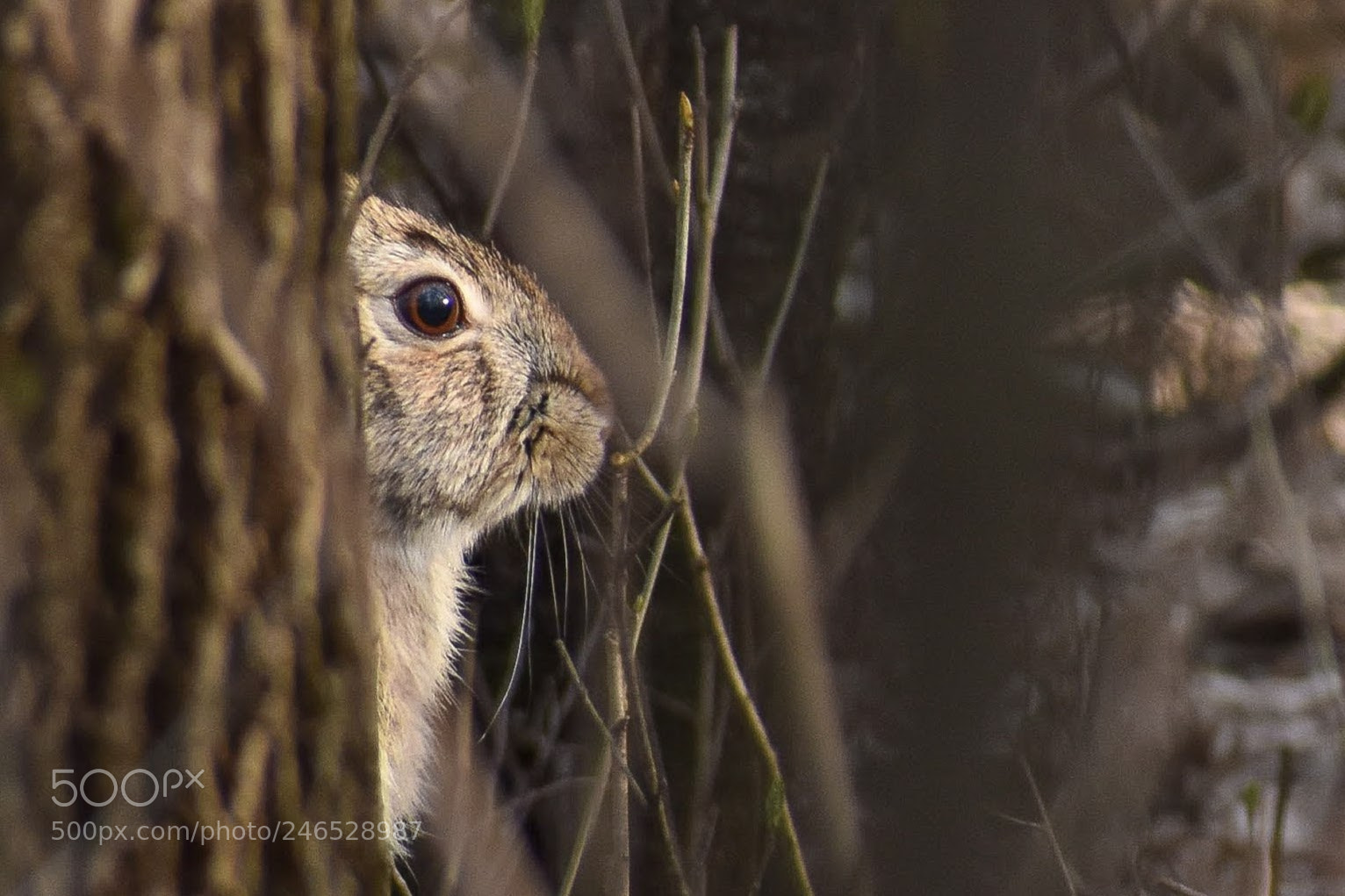 Nikon D3400 sample photo. Rabbit in the woods photography