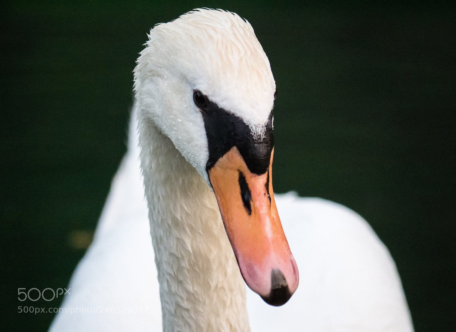 Panasonic DMC-G70 sample photo. Swan photography