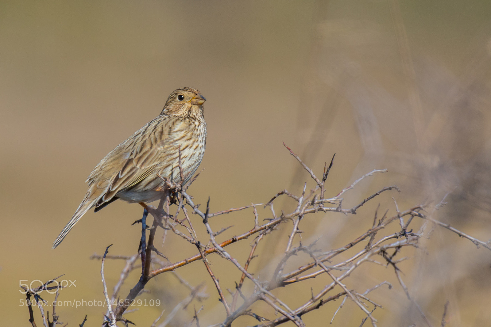 Canon EOS 7D Mark II sample photo. Corn bunting - emberiza photography