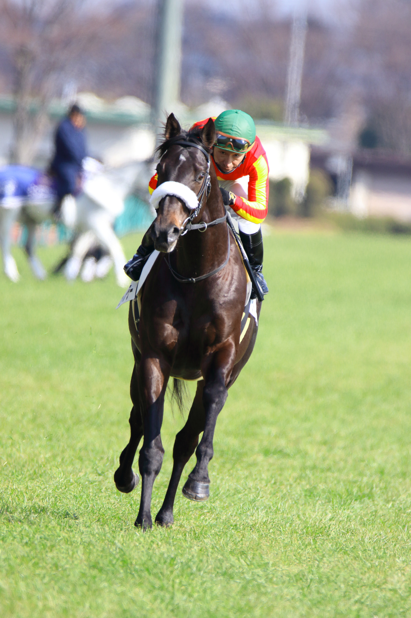 Sigma 150-600mm F5-6.3 DG OS HSM | C sample photo. Race horse photography