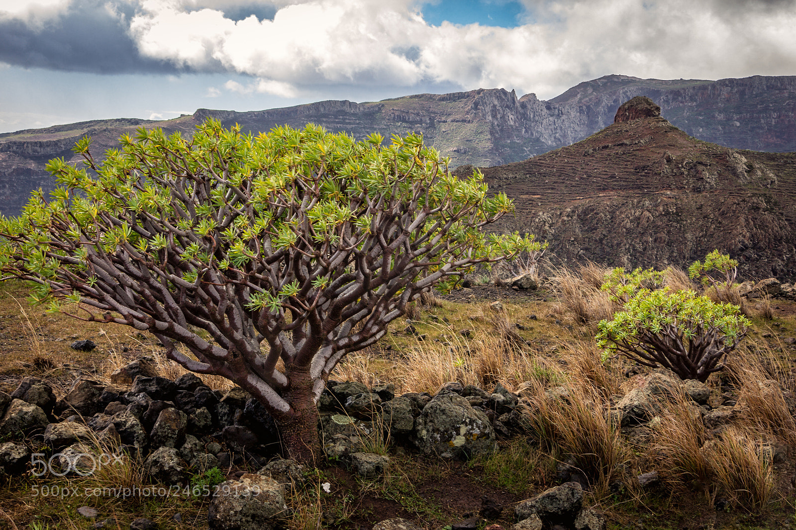 Canon EOS 60D sample photo. Drachenbaum auf la gomera photography