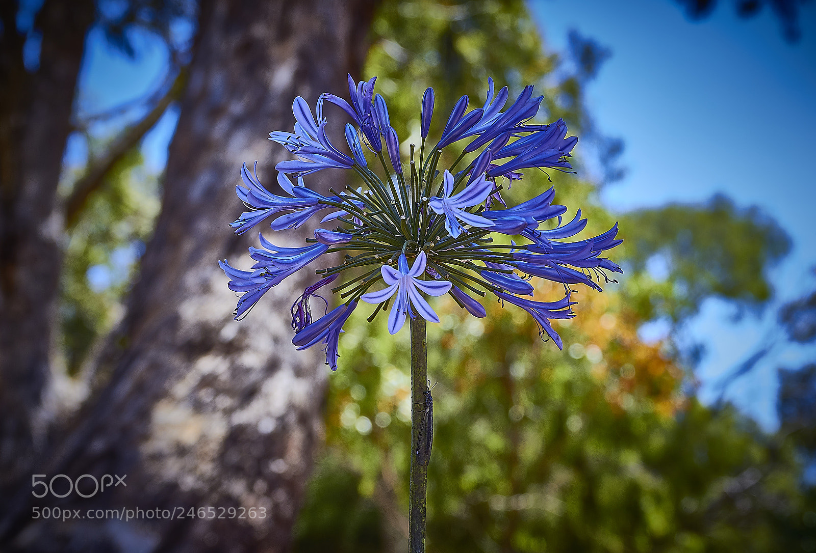 Canon EOS 60D sample photo. Beauty in nature photography