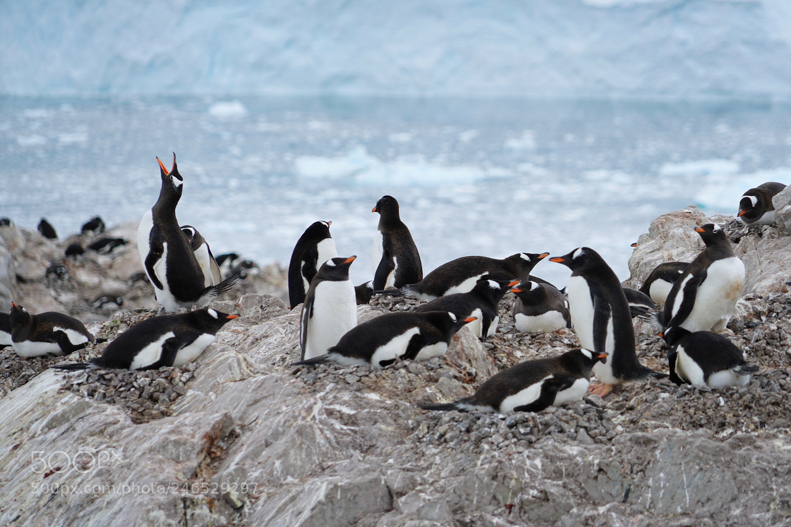 Sony a7R II sample photo. Gentoo on the rocks photography