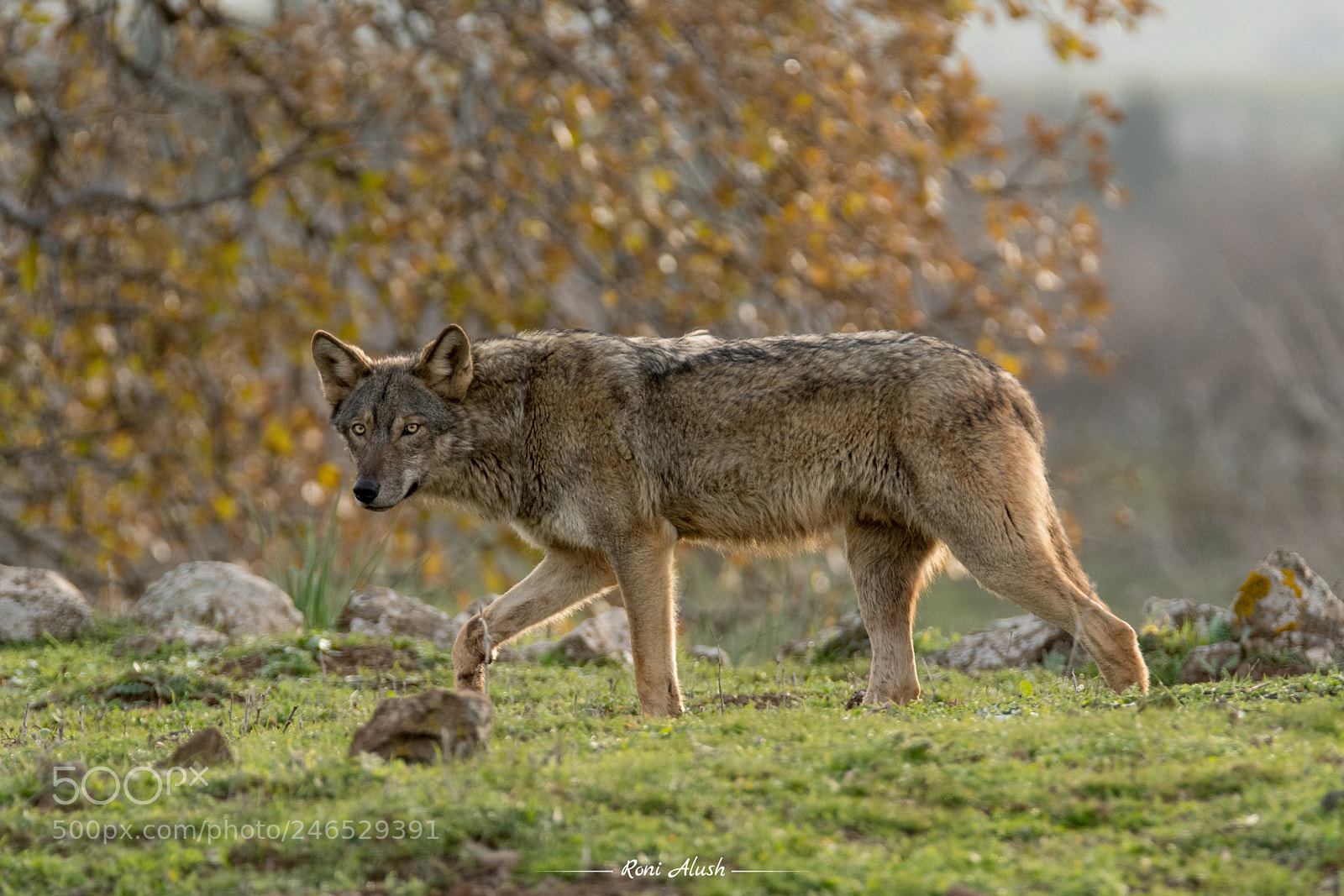 Nikon D500 sample photo. Walking predator photography