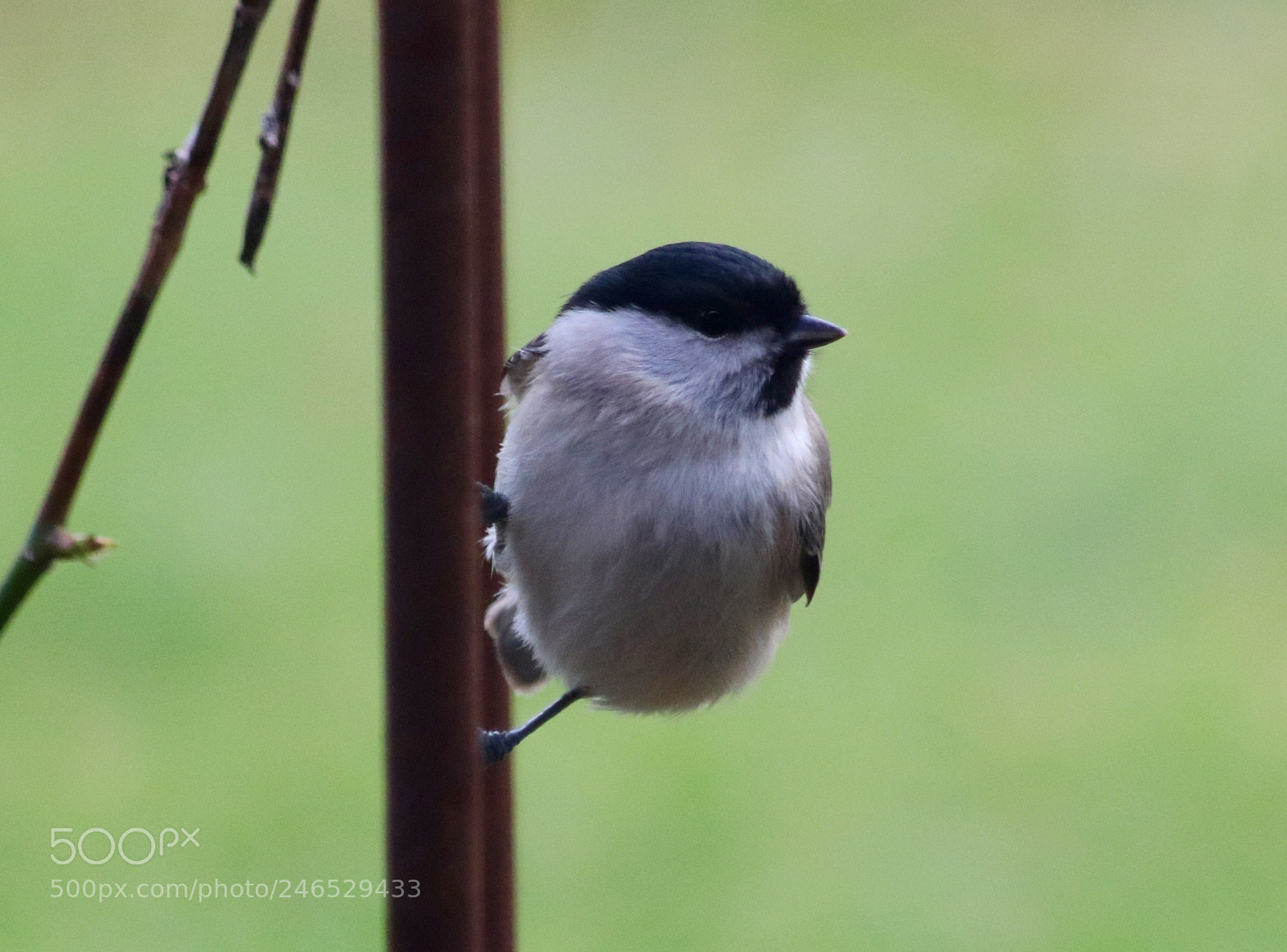 Canon EOS 77D (EOS 9000D / EOS 770D) sample photo. Marsh tit photography