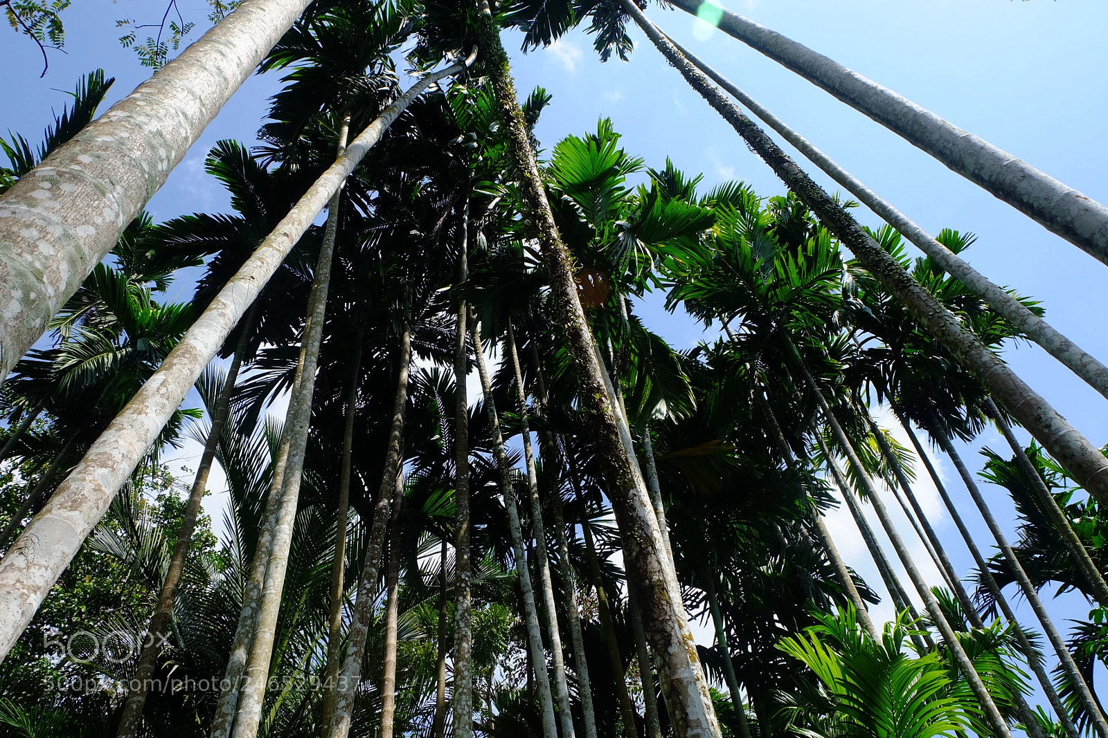 Fujifilm X-A2 sample photo. Palm forest photography