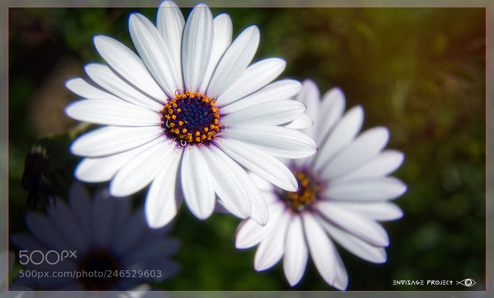 Sony a7R sample photo. In and out daisies photography