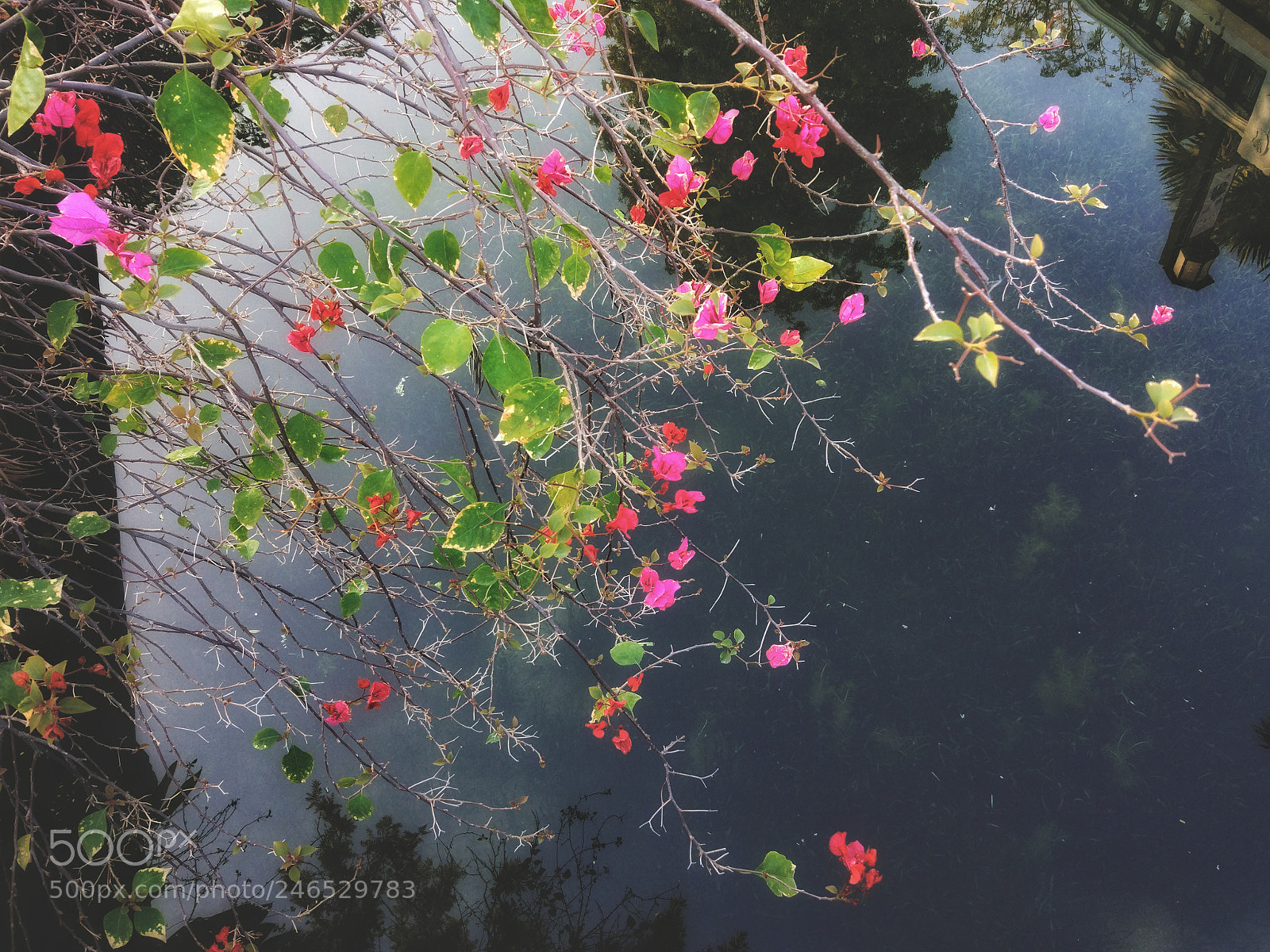 Xiaomi MI 5 sample photo. Untitled photography