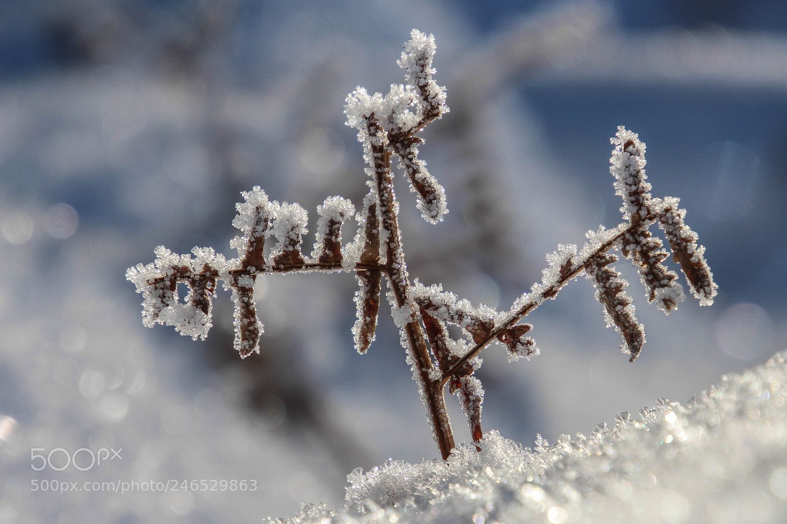 Canon EOS 700D (EOS Rebel T5i / EOS Kiss X7i) sample photo. Ice crystals photography