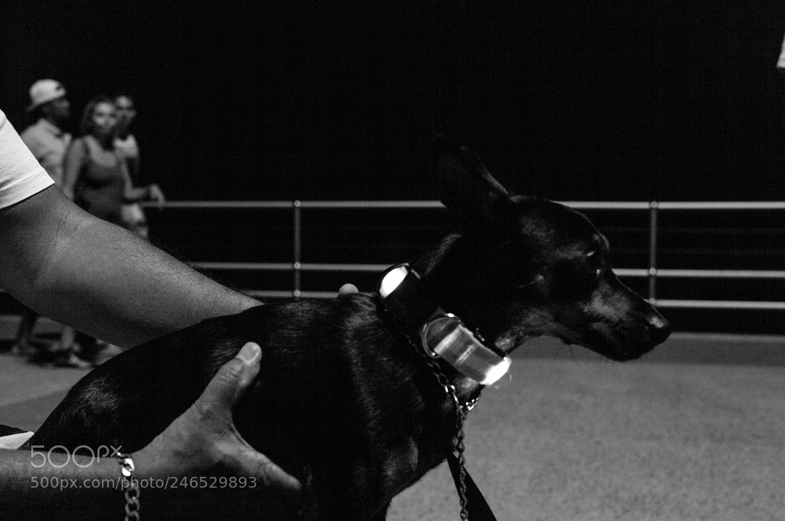 Leica M Monochrom (Typ 246) sample photo. Happy chinese new year photography