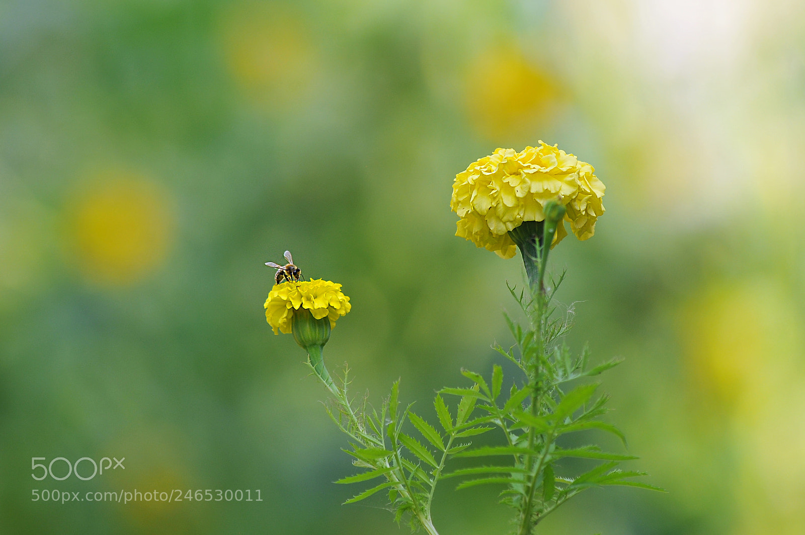 Nikon D300 sample photo. *** photography