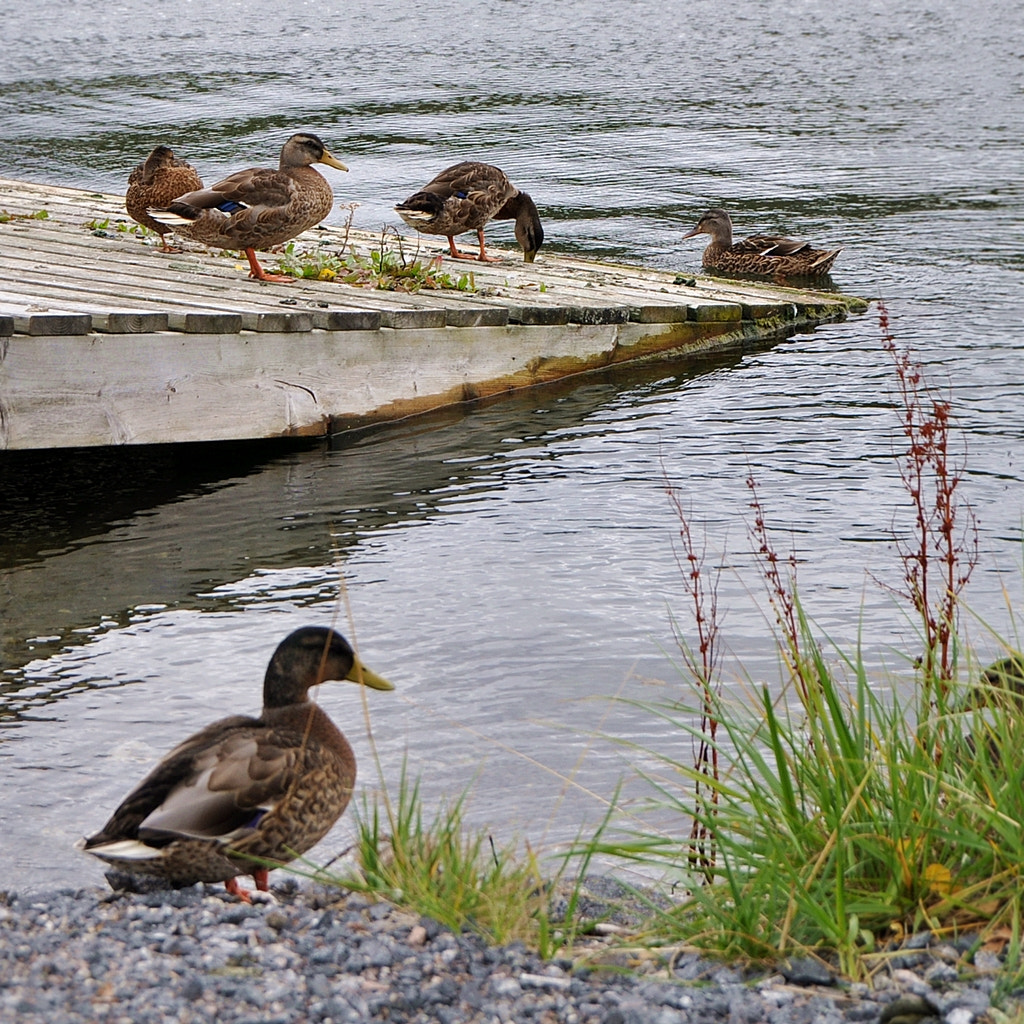 Nikon D5000 sample photo. On lidingö photography