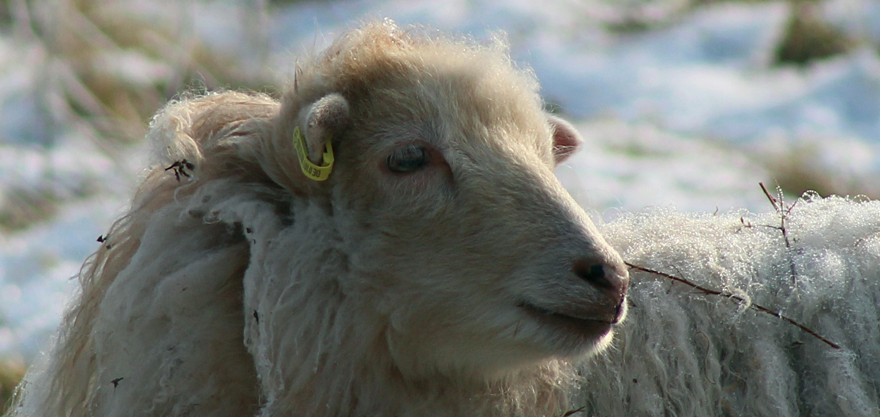 EF75-300mm f/4-5.6 sample photo. Portrait of a sheep photography