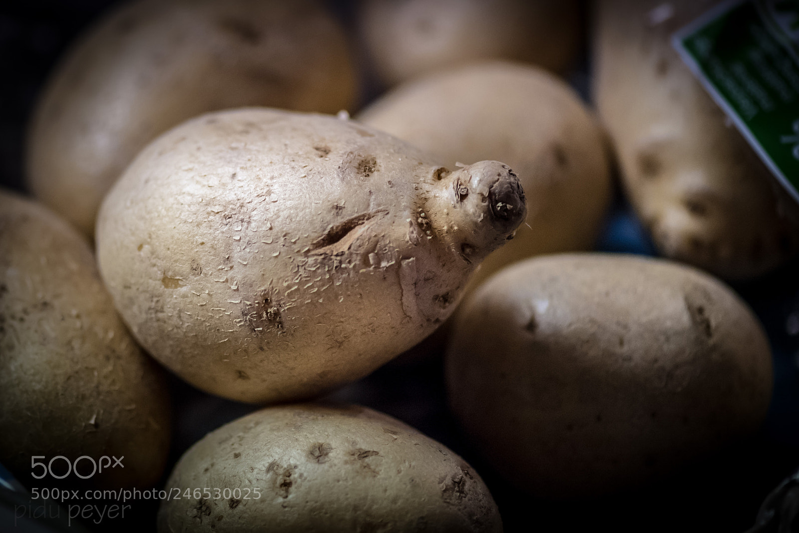 Nikon D5 sample photo. Potato face photography