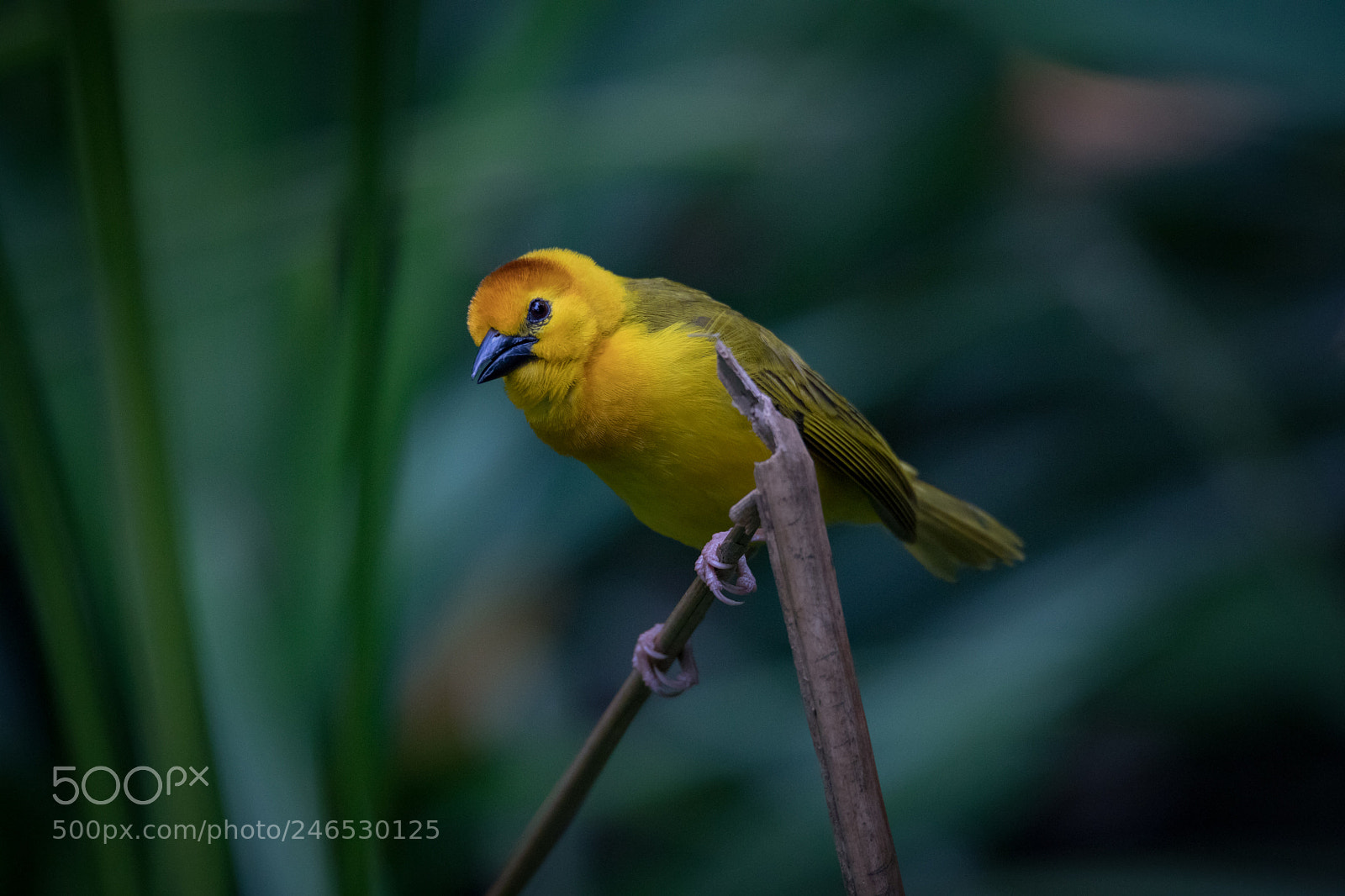 Canon EOS 6D Mark II sample photo. Untitled photography