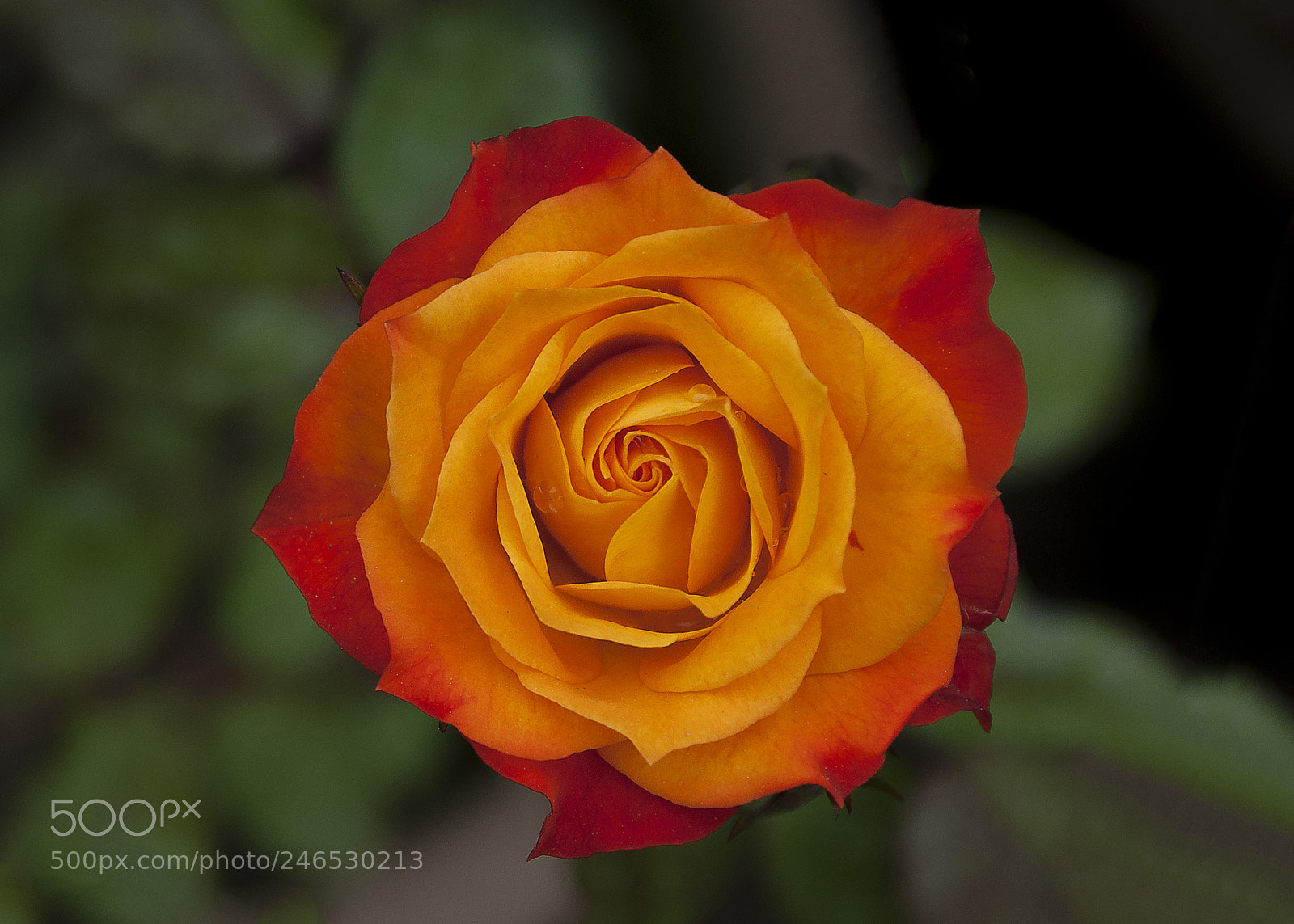Nikon D3000 sample photo. Golden flower photography