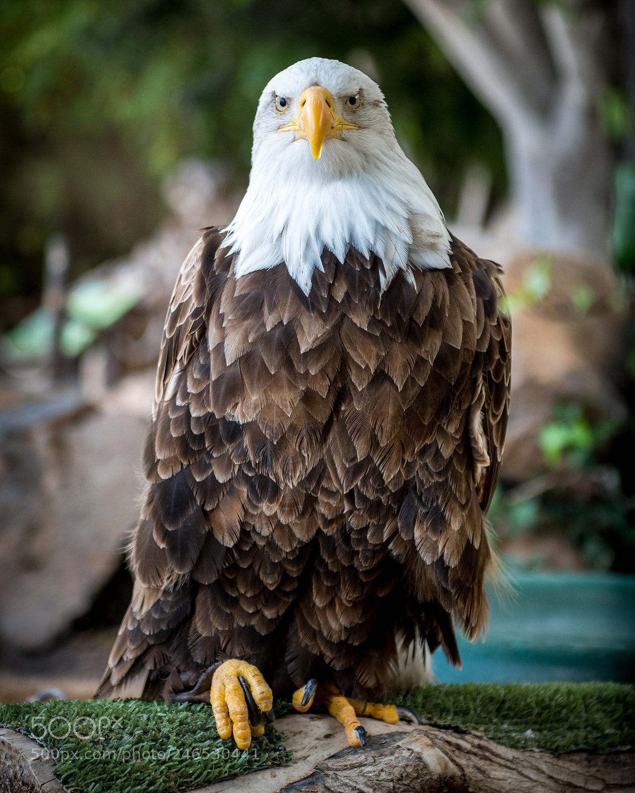 Nikon D850 sample photo. Eagle eye photography