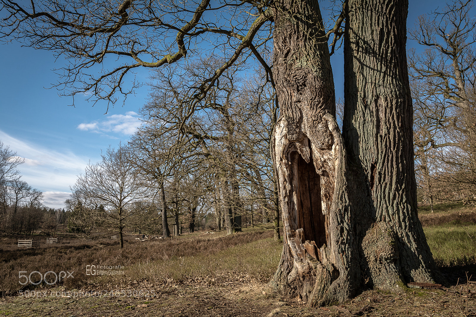 Nikon D7100 sample photo. Breeser grund photography