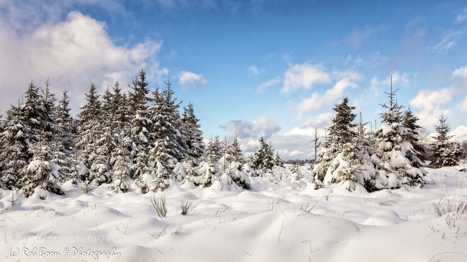 Canon EOS 5DS sample photo. Winter @ botrange 19 photography
