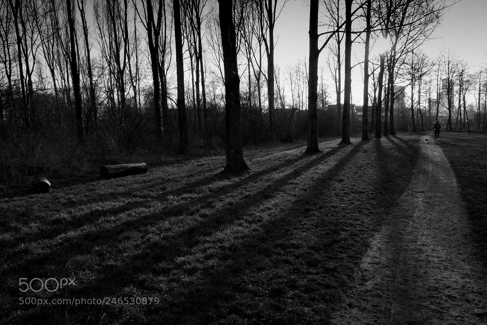 Sony Cyber-shot DSC-RX100 III sample photo. Shadow trees photography