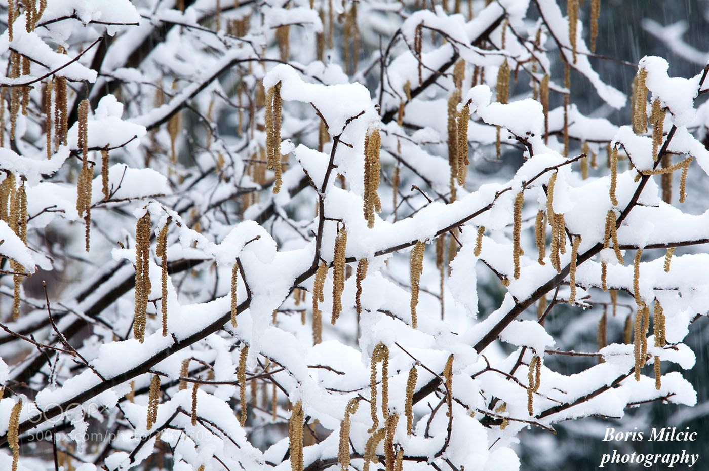 Nikon D300 sample photo. Dsc_5174_1.jpg winter&snow photography