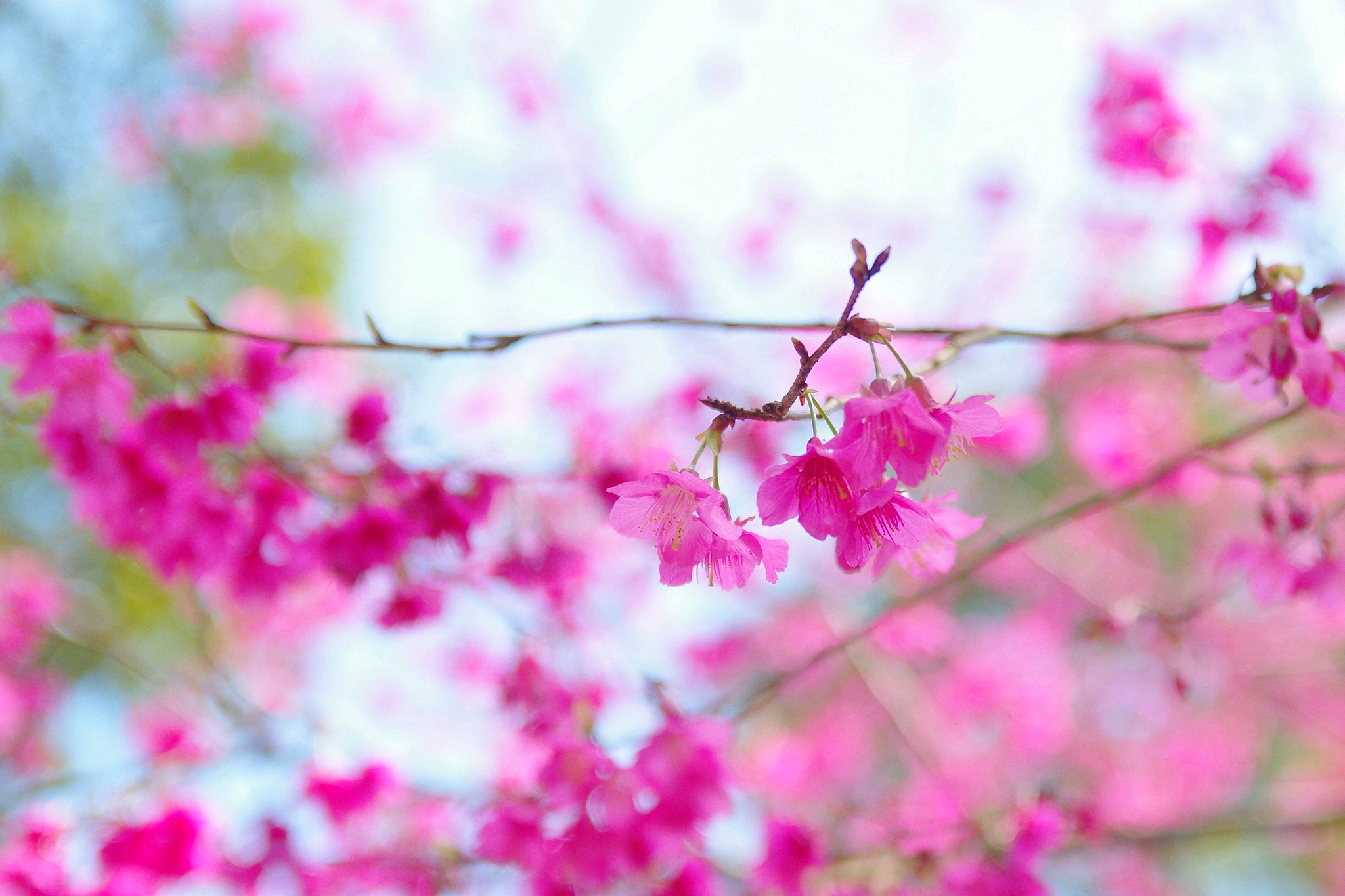 Sigma 17-50mm F2.8 EX DC OS HSM sample photo