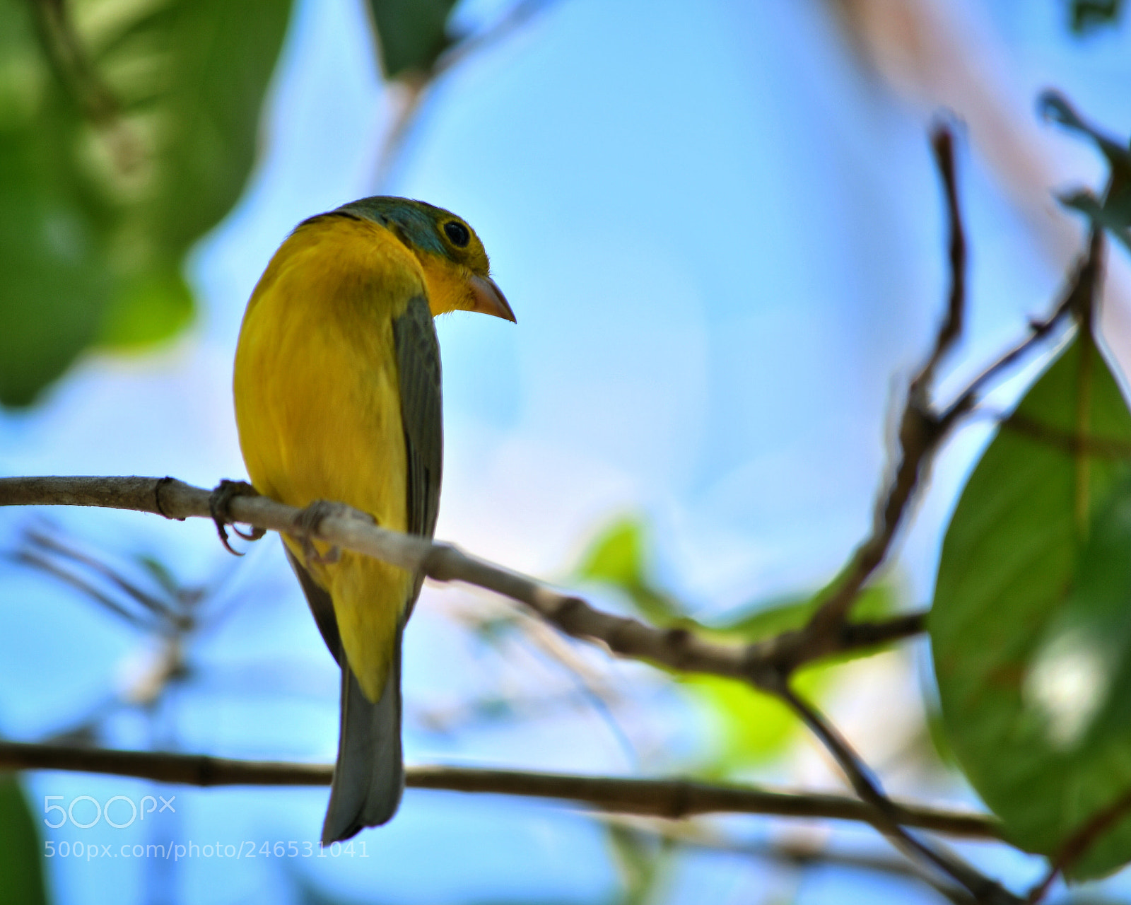 Nikon D7500 sample photo. Colorín pecho naranja photography