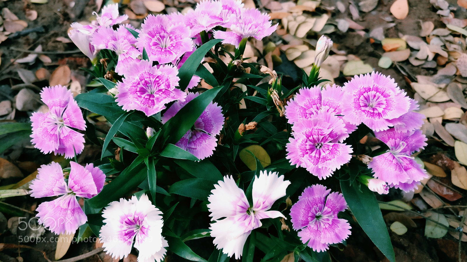 OnePlus A3003 sample photo. Untitled photography