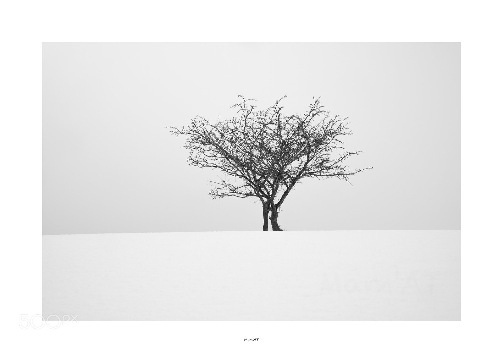 Fujifilm X-T1 sample photo. Entwined photography