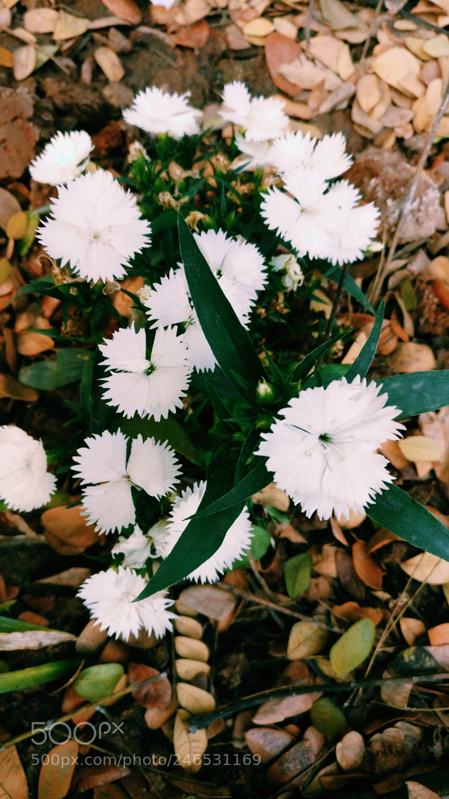 OnePlus A3003 sample photo. Untitled photography