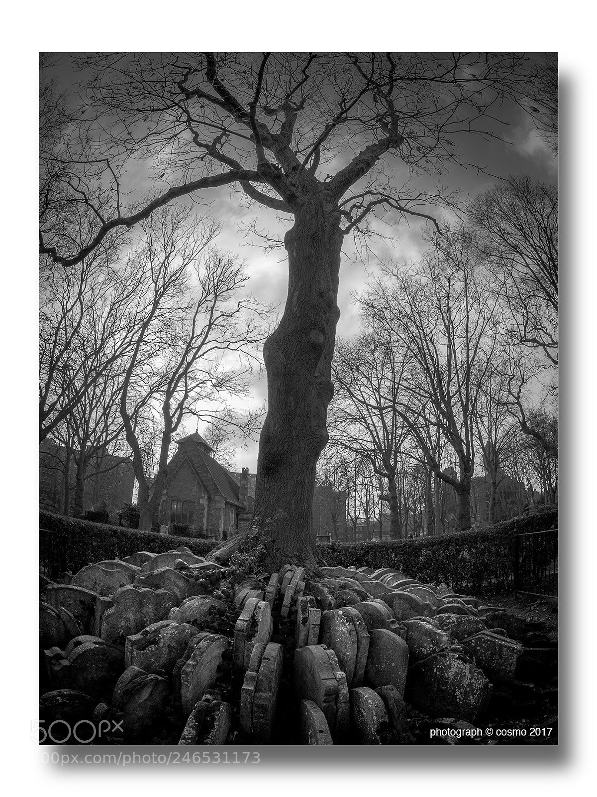Panasonic Lumix DMC-GX8 sample photo. The hardy tree. photography