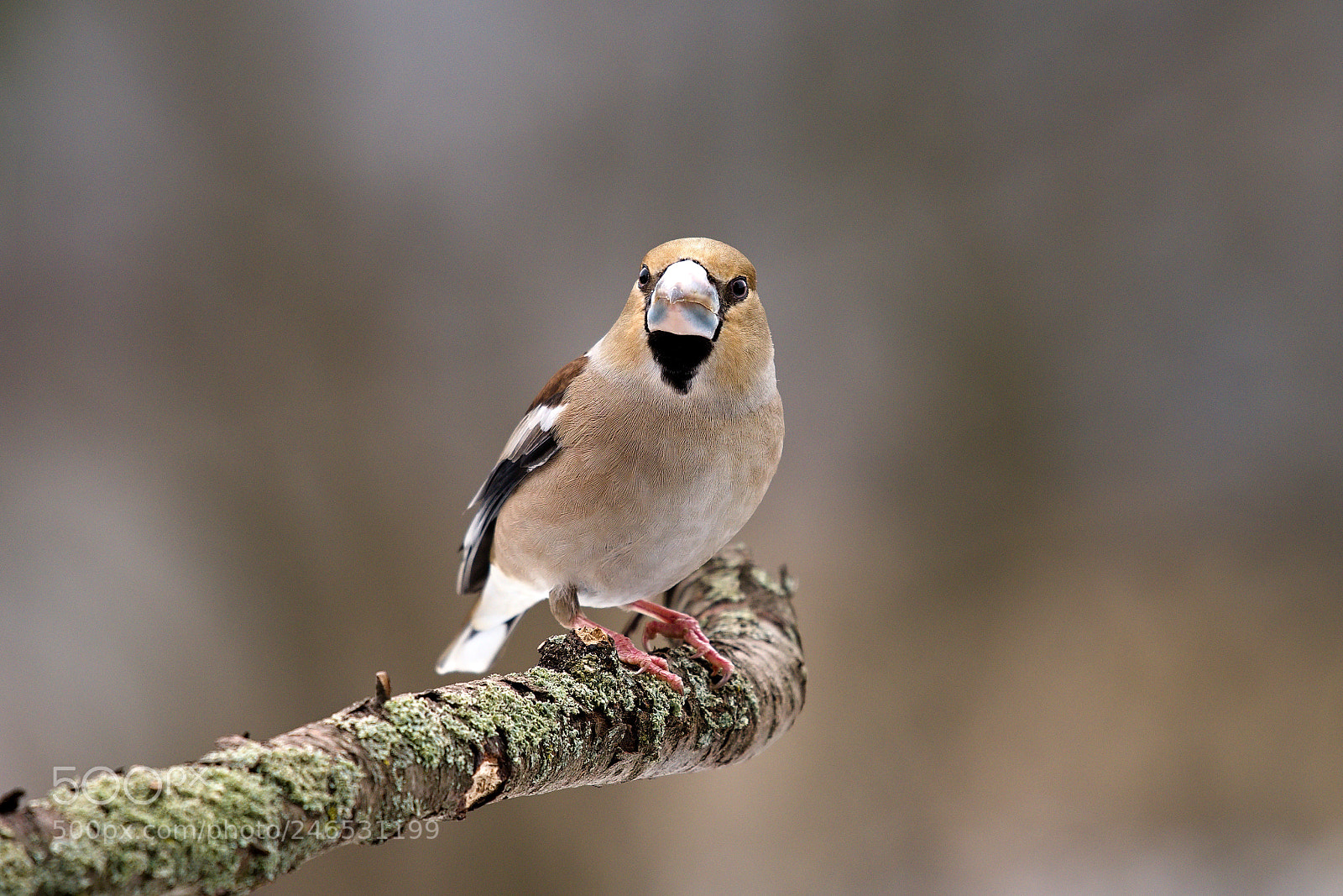 Nikon D500 sample photo. Hawfinch photography