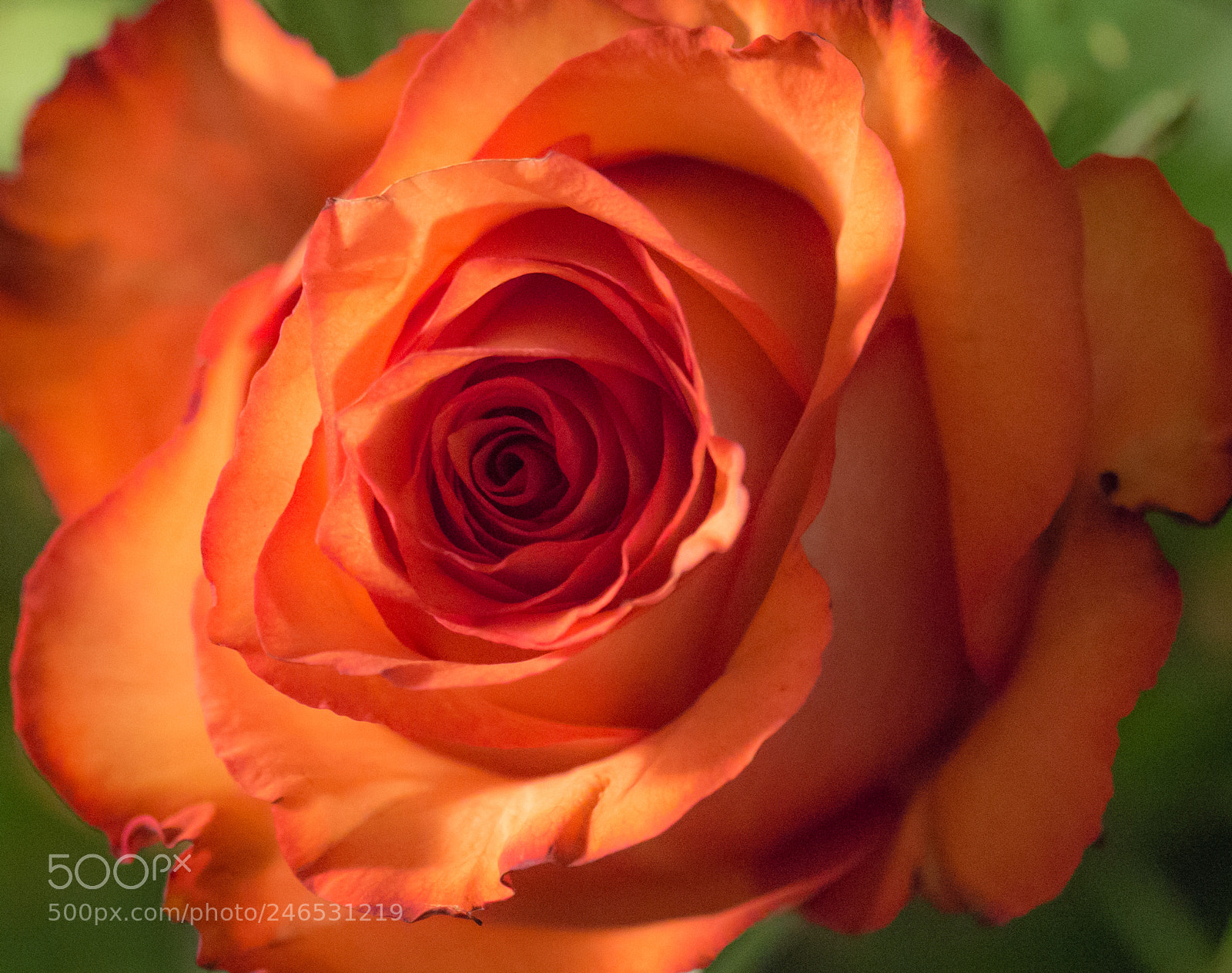 Panasonic DMC-G70 sample photo. Rose photography